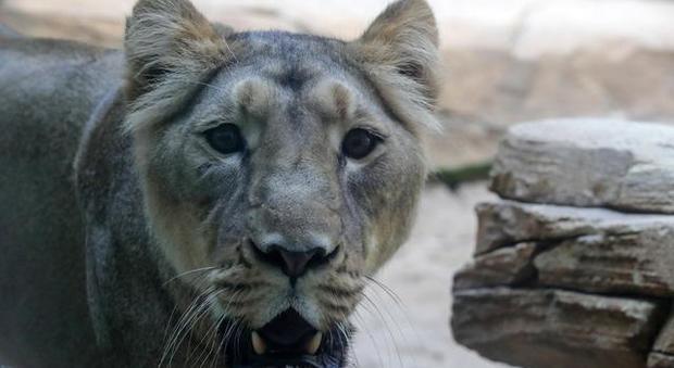 Belgio, leonessa uccisa dopo la fuga dal recinto dello zoo
