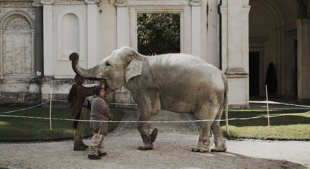 Roma, ciak si gira "Michelangelo" a Villa Giulia: la star è un elefantino bianco