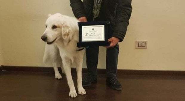 Salva un uomo colpito da infarto e il Comune lo premia: Igor, cane eroe