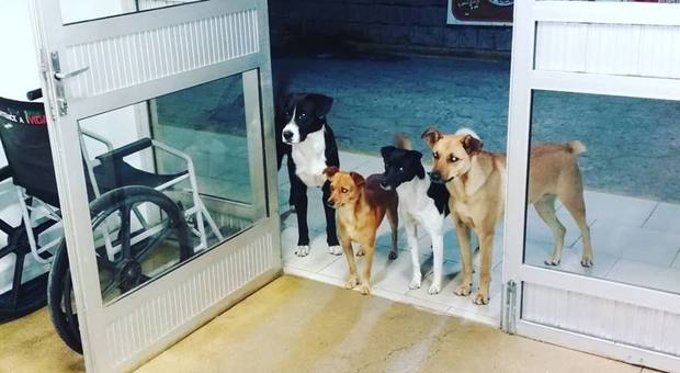 Il padrone clochard viene ricoverato in ospedale, la foto dei suoi cani in apprensione fa il giro del mondo