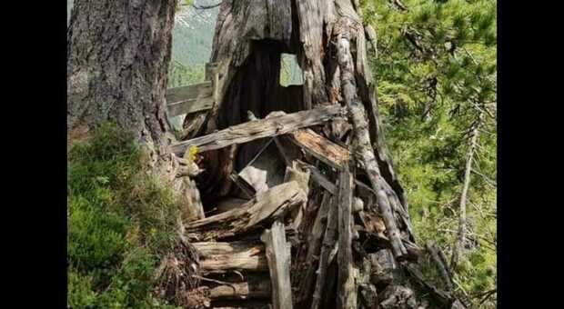 L'albero secolare e segreto delle Dolomiti: è il pino-garitta, l'ultima conifera camuffata della Grande Guerra
