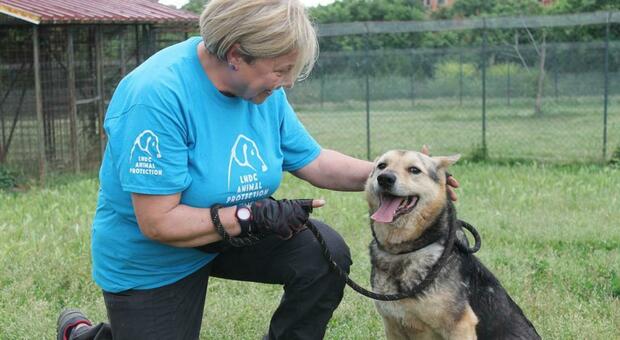 Dall'Ucraina alla Capitale: 30 cani salvati dalla guerra aspettano un'adozione