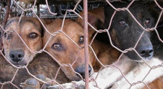 Associazione animalista stermina oltre 200 cani: «Lo hanno fatto per avere più spazio e donazioni»