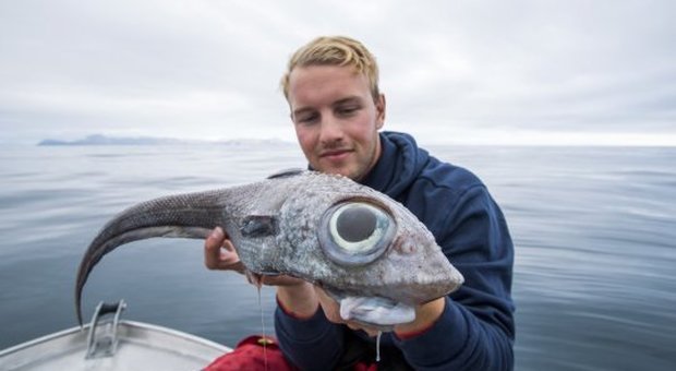 Norvegese cattura un "pesce alieno": «Mai visto niente del genere». Ecco cos'è