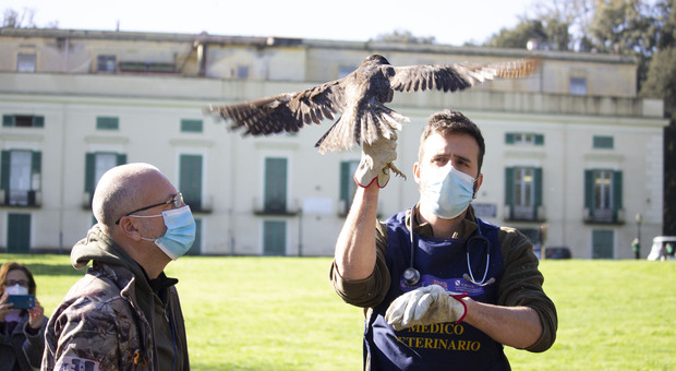 Napoli, un falco e un gheppio ritrovano la libertà al Real Bosco di Capodimonte