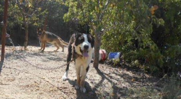Denutriti, disidratati e tenuti alla catena: proprietario denunciato per il maltrattamento dei suoi 8 cani