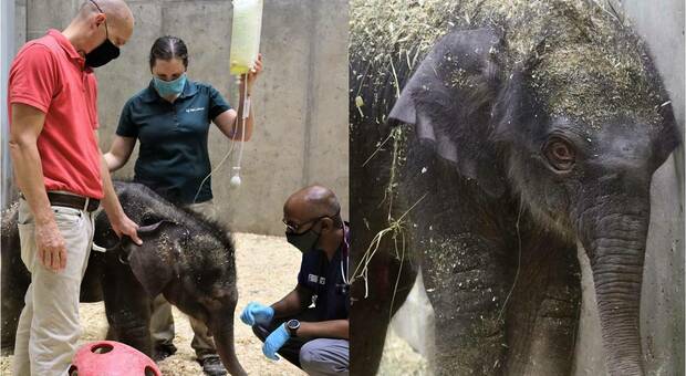 Avi, l'elefantino di pochi giorni nato disabile, soppresso dallo zoo. (immagini pubblicate da Saint Louis Zoo su Fb)