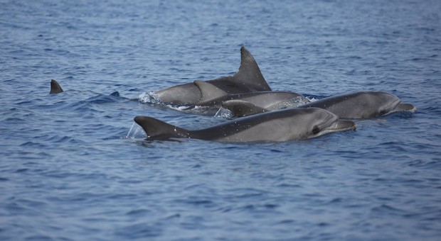 Sorpresa a Ostia, spunta un maxi-gruppo di 25 delfini