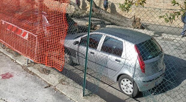 Albero crolla dopo l'urto e si abbatte sulle auto in sosta: tragedia sfiorata alla Villa comunale