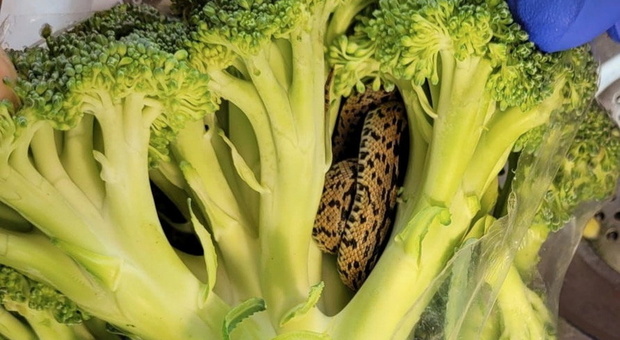 Serpente vivo nella busta dei broccoli: «Ho una fobia, sono traumatizzato». Chiesto un maxi risarcimento al negozio dove ha fatto la spesa