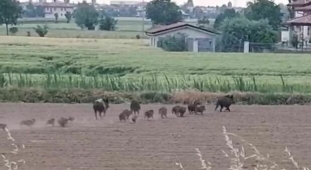 I cinghiali corrono in un campo di soia a Rovolon