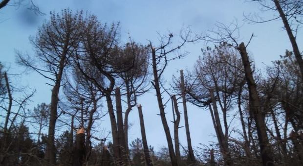 Sorrento, il maltempo fa strage di pini nella zona delle Tore Foto