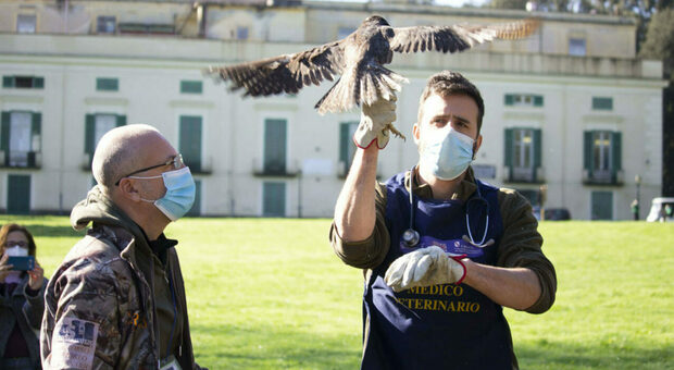 Il falco pellegrino salvato dal Centro Recupero Animali Selvatici