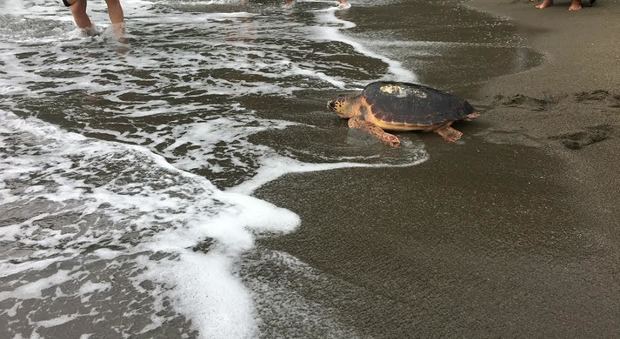 Liberazione tartarughe marine a Ischia
