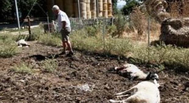 Assalto a un gregge, uccise 15 pecore Trenta animali feriti e oltre 100 dispersi