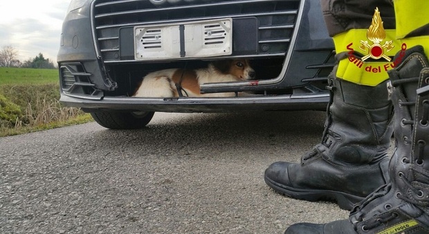 Il cane intrappolato nell'auto dopo essere stato investito