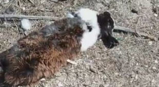 Isola dei conigli, analisi sulle bestiole sterminate: «Epidemia di un virus letale»