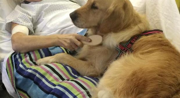 Ritorna la pet therapy in ospedale due cani aiuteranno a curare i bimbi
