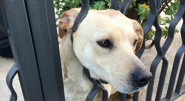 Salento, cane incastrato tra le sbarre del cancello: Sally salvata dalle guardie ambientali