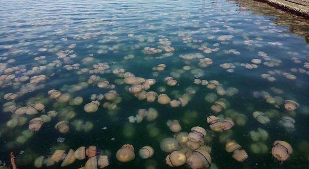 Invasione di meduse in Golfo, esperti rassicurano: «Non sono pericolose»