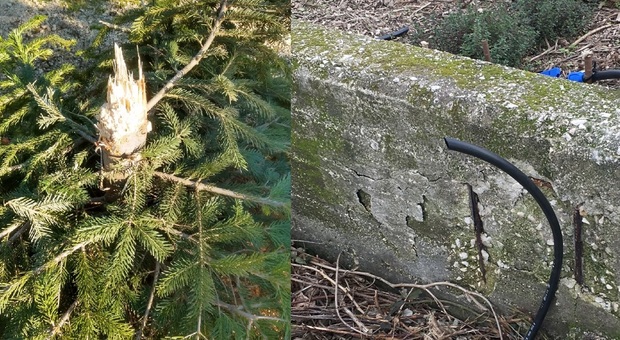 Ponticelli, delinquenti nell'orto urbano: decapitato l'albero di Natale e danni nelle terrazze