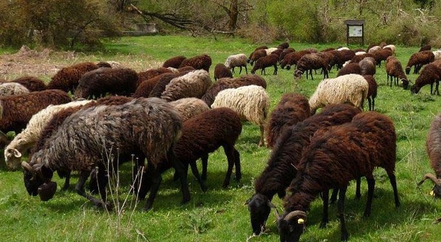 Le pecore sono allevate in modo esteso nelle campagne di San Cesareo alle porte di Roma
