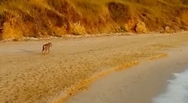 Turista azzannata mentre passeggia all'alba sulla spiaggia: si salva tuffandosi in acqua. «Era un lupo»