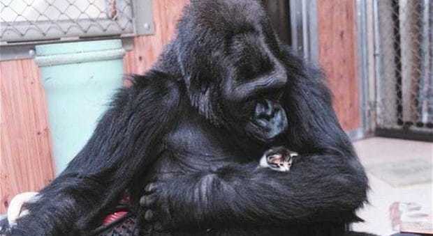 E' morta Koko, la gorilla che riusciva a comunicare attraverso il linguaggio dei segni