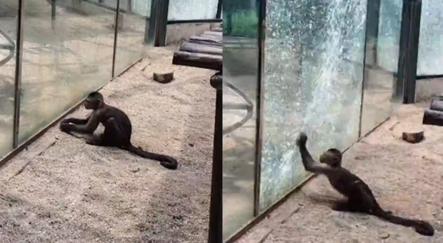 La scimmia si ingengna e rompe il vetro della sua gabbia allo zoo cinese (immagini e video pubblicati da Shangai ist)