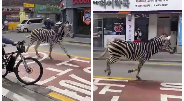 Zebra fugge dallo zoo e corre libera per le strade in centro città: il video virale sui social