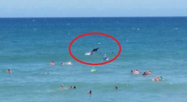 Squalo di due metri salta fuori dall'acqua: panico tra un gruppo di surfiste - Guarda