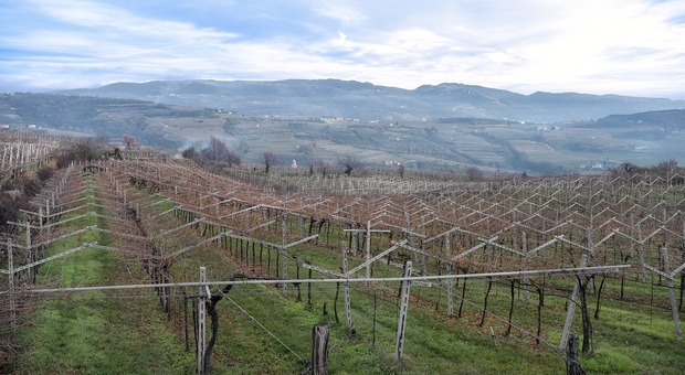 Dall'Amarone al Ripasso, tutti in rete i vini della Valpolicella (Foto di FOTOKALDE da Pixabay)
