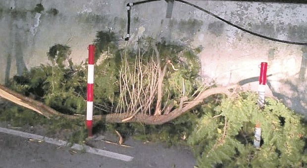 Ancona, grosso ramo strappato dal vento cade sfiorando persone e ambulanze