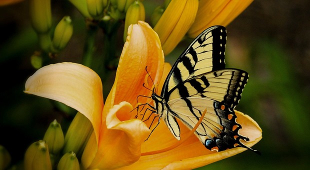 Il paradiso delle farfalle: un ecosistema unico creato in montagna (Foto di JamesDeMers da Pixabay)
