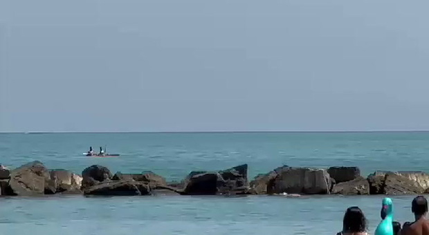 Lo spettacolo dei delfini davanti alla spiaggia di Grottammare