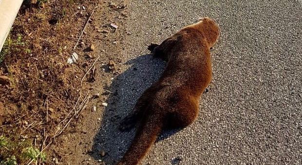Una lontra morta rinvenuta sulla Cilentana