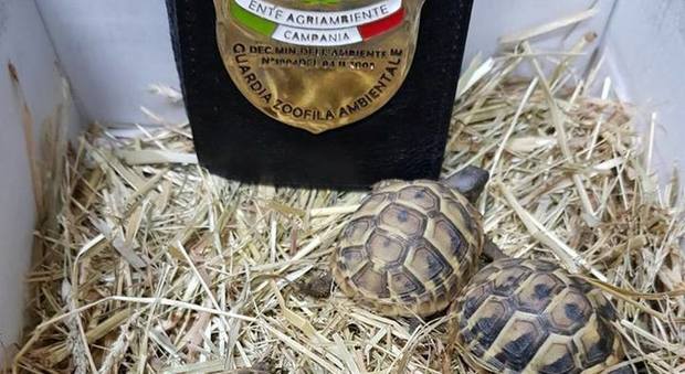 Vende tartarughe fuorilegge su internet, denunciato per maltrattamento di animali