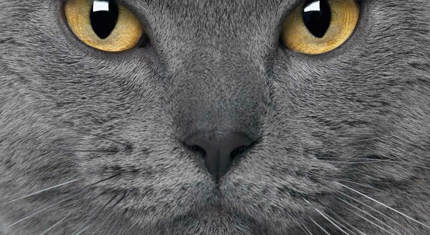 Torna il SuperCat Show: sabato e domenica i gatti più belli del mondo sfilano alla Nuova Fiera di Roma