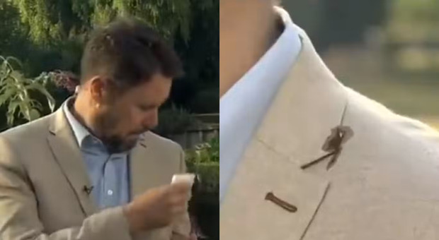 Disavventura in diretta tv: «Sai come togliere la cacca di piccione da una giacca di lino?», la scena diventa virale