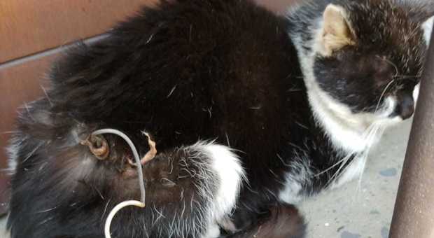 Gatto legato a un palo col filo elettrico: salvato dai vigili, ora cerca una casa