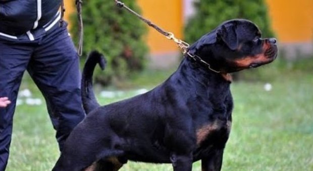 Rottweiler azzannò il podista, denunciato il padrone