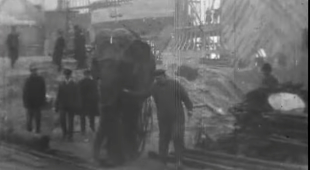 L'incredibile storia di Topsy, l'elefante condannato alla sedia elettrica