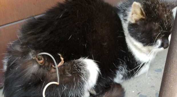Gatto legato a un palo col filo elettrico: salvato dai vigili a Rocca di Papa