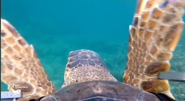 Le emozionanti immagini riprese dalla telecamera sul carapace della tartaruga (Video di Filippo Armonio pubbl su Fb)