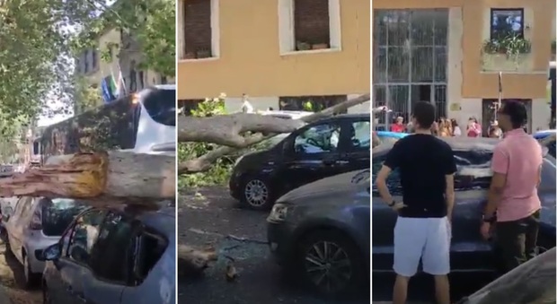 Platano crolla su auto in sosta a Roma, due feriti portati in ospedale. L'incidente sul Lungotevere, albero caduto anche a Magliana