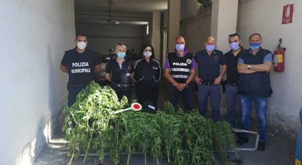 Piantagione di marijuana sequestrata a Persano vicino al fiume Sele