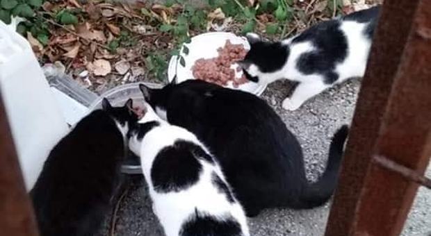 Gatti abbandonati e malati: al via la Miciolotteria nel Napoletano