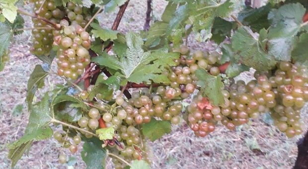 L'uva danneggiata dal maltempo di quest'estate