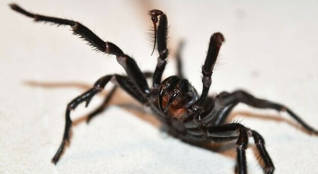 Megaspider, l'incubo del mega ragno che può perforare un'unghia umana