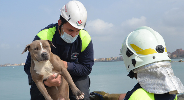 Cucciolo di pitbull rischia di affogare in mare: salvato dalla Protezione civile